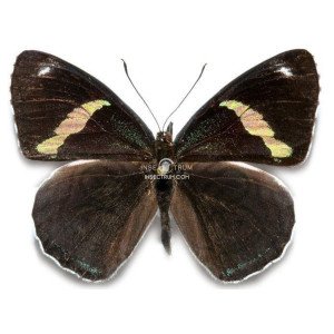 DIAETHRIA ANNA ANNA 